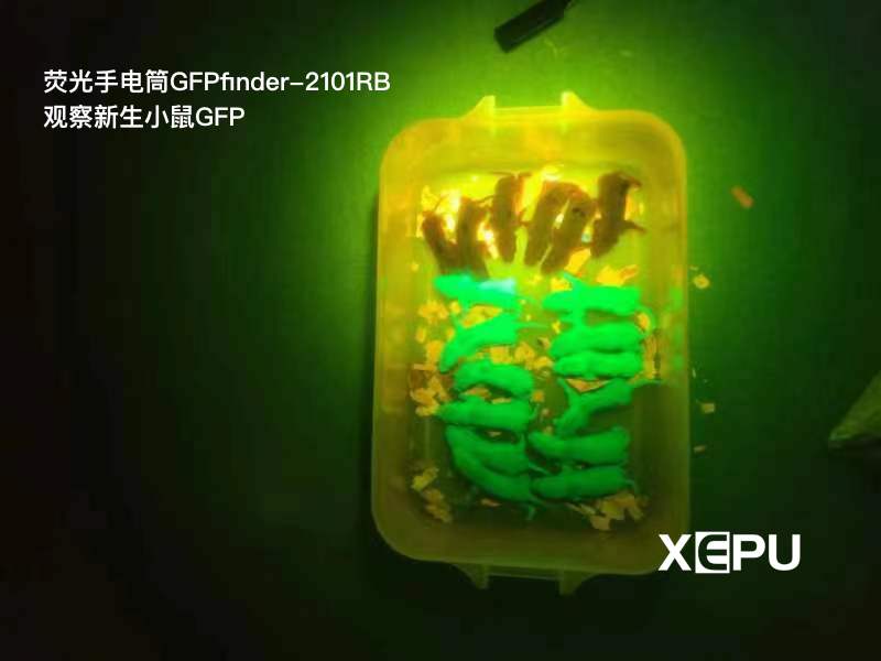 荧光手电筒GFPfinder-2101RB观察新生小鼠GFP绿色荧光蛋白表达
